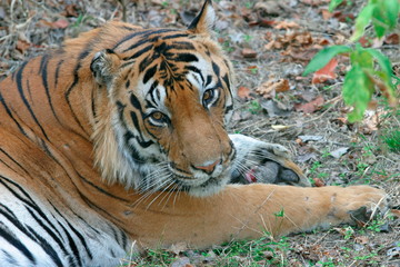 Male tiger, Panthera tigris, Kanha National Park, Madhya Pradesh, India 