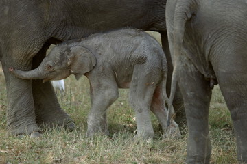 Fototapeta premium Indian elephant, Elephas maximus, with just born calf, Kanha National Park, Madhya Pradesh, India 