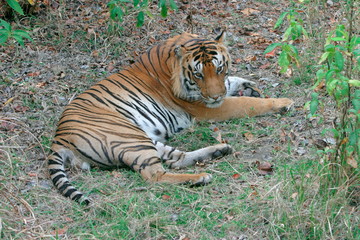 Male tiger, Panthera tigris, Kanha National Park, Madhya Pradesh, India 