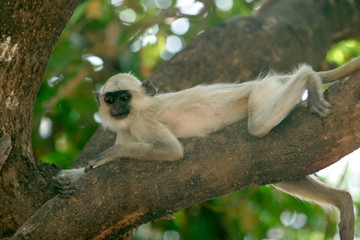 Common langur, Presbytis entellus, Kanha National Park, Madhya Pradesh, India 