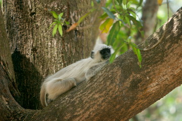 Common langur, Presbytis entellus, Kanha National Park, Madhya Pradesh, India 