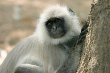 Common langur, Presbytis entellus, Kanha National Park, Madhya Pradesh, India 