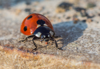 Ladybird on concrete