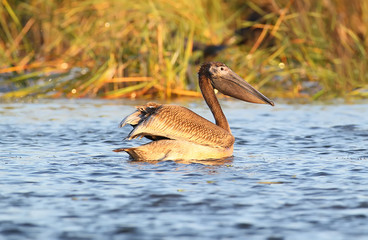 Close up portrait of young white pelican in beautiful morning light.