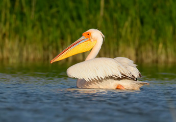 Close up portrait of white pelican in beautiful morning light.