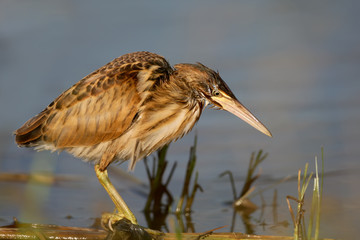 Young little bittern hunting on the water. Close up scene in soft evening light.