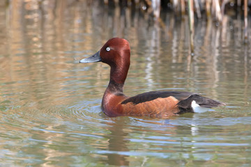 Male ferruginous duck swims in the water near reed beds