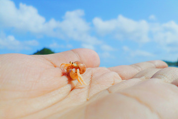 snail in the hand