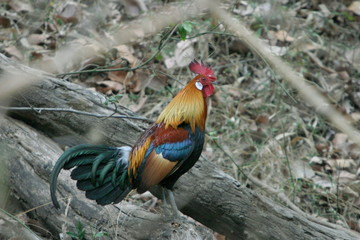 Red Jungle fowl, Gallus gallus, Kanha National Park, Madhya Pradesh, India 