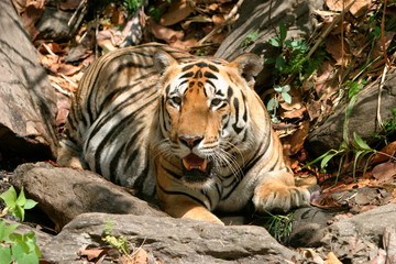 Male tiger, Panthera tigris, Kanha National Park, Madhya Pradesh, India 