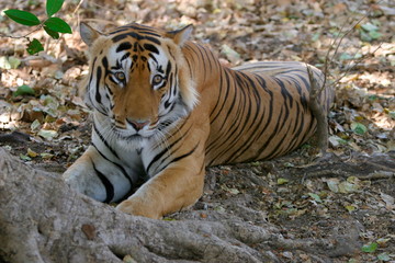 Male tiger, Panthera tigris, Kanha National Park, Madhya Pradesh, India 