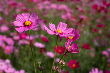 Cosmos sulphureus, Mexican Aster,Beautiful garden landscape, colorful blooming flowers,Pink flower.