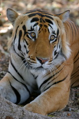 Male tiger, Panthera tigeris, Kanha National Park, Madhya Pradesh, India 
