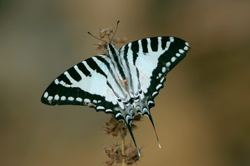 Spot-swordtail butterfly, Graphium nomius, India