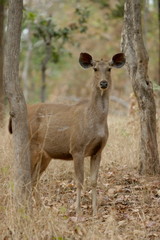 Samber deer, Cervus unicolor, Pench National Park, Madhy Pradesh India 