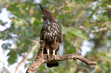 Changeable Hawk Eagle (Spizaetus cirrhatus), Kanha Madhya Pradesh, India