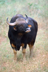 Gaur (Boss Gaurus), Kanha Madhya Pradesh, India
