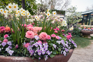 Beautiful spring flowerbed with ranunculus, pansies and narcissus