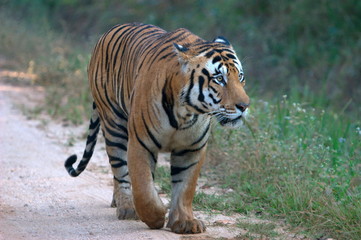 Fototapeta na wymiar Male Tiger (Panthera tigiris), Kanha Madhya Pradesh, India