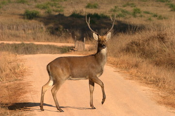 Barasingha