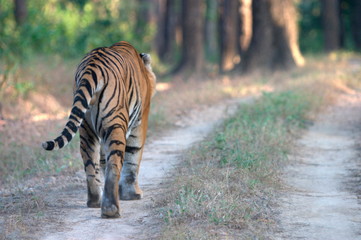 Male Tiger (Panthera tigiris), Kanha Madhya Pradesh, India