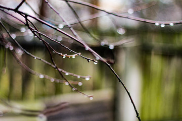 water drops on the branches after the rain
