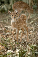 New Born fawn of Spotted Deer axis axis, Kanha National park, Madhya Pradesh, India.
