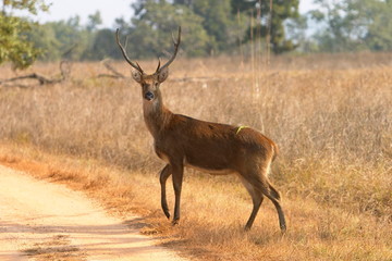 Barasingha, Cervus duvaucelii branderi Male, Kanha, National park, Madhya Pradesh, India.
