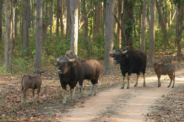 A herd of Gaur, Bos gaurus, Kanha National park, Madhya Pradesh, India. Endangered herbivore.