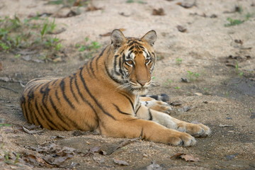 Tiger Cub, Panthera Tigris, Kanha National park, Madhya Pradesh, India.