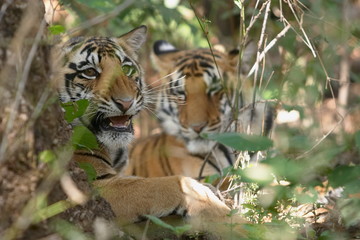 Tiger Cub, Panthera Tigris, Kanha National park, Madhya Pradesh, India.