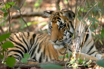 Tiger Cub, Panthera Tigris, Kanha National park, Madhya Pradesh, India.
