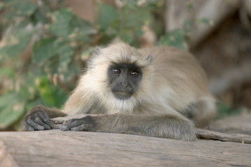 Common Langur, Semnopitheaus entellus, Kanha National park, Madhya Pradesh, India.