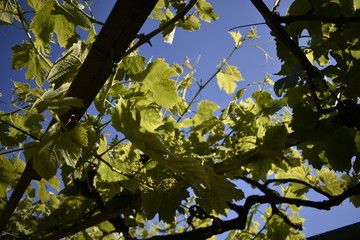 Hoja de Vino