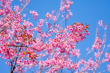 Cherry Blossom or Sakura flower on nature background