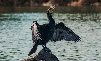 Cormorants in the sun. Valmayor Reservoir, El Escorial, Madrid Spain.
