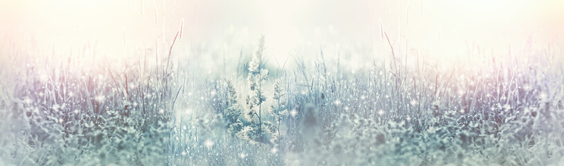 Frosty dew on grass in meadow, Frozen dew in early morning	