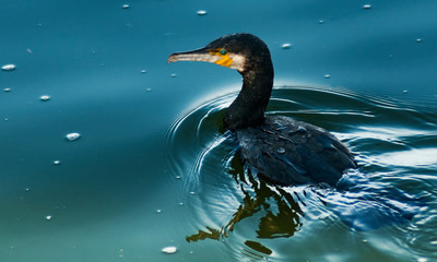 Cormorants in the sun. Valmayor Reservoir, El Escorial, Madrid Spain.