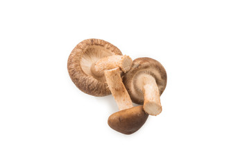 Shitake mushroom isolated on white.