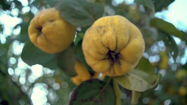 Quince on the tree with green leaf. Autumn season.