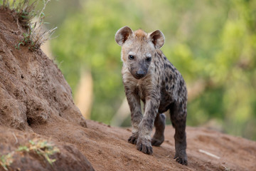 Hyena pup playing at the den in Sabi Sands Game Reserve in the Greater Kruger Region in South Africa