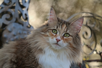 Portrait of a Norwegian forest cat in the garden in spring