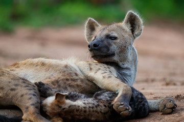Hyena mother and pups at Sunrise at the den in Sabi Sands Game Reserve in the Greater Kruger Region in South Africa
