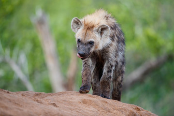 Obraz premium Hyena pup playing at the den in Sabi Sands Game Reserve in the Greater Kruger Region in South Africa