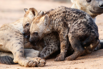 Hyena mother and pups at Sunrise at the den in Sabi Sands Game Reserve in the Greater Kruger Region in South Africa