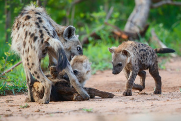 Hyena pup playing at the den in Sabi Sands Game Reserve in the Greater Kruger Region in South Africa