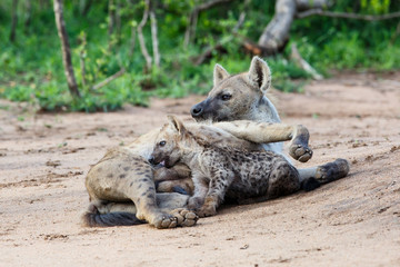 Hyena mother and pups at Sunrise at the den in Sabi Sands Game Reserve in the Greater Kruger Region in South Africa