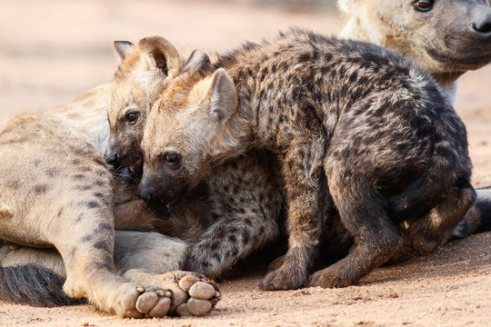 Hyena mother and pups at Sunrise at the den in Sabi Sands Game Reserve in the Greater Kruger Region in South Africa