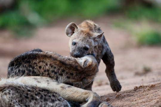 Hyena pup playing at the den in Sabi Sands Game Reserve in the Greater Kruger Region in South Africa