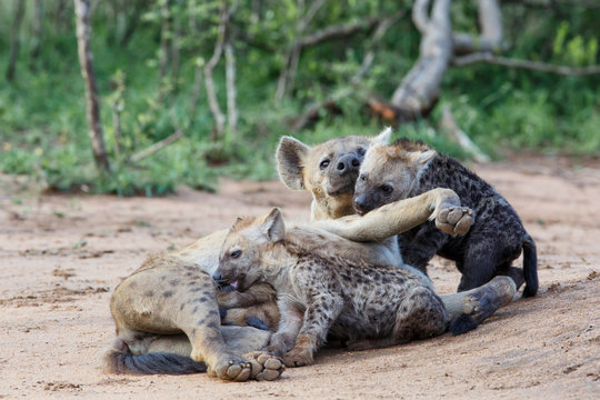 Hyena mother and pups at Sunrise at the den in Sabi Sands Game Reserve in the Greater Kruger Region in South Africa